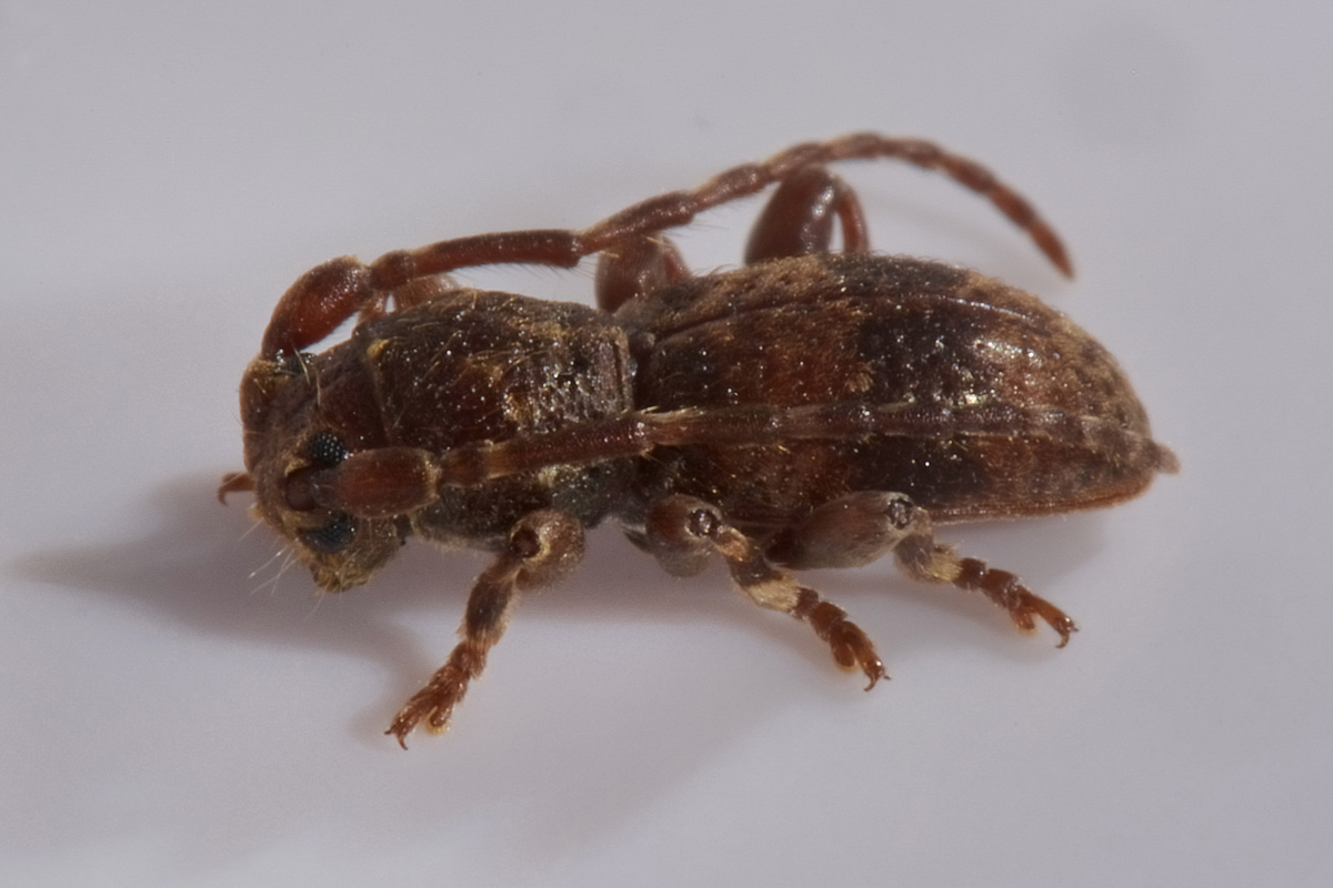 Cerambycidae: Parmena unifasciata